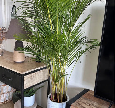 Areca Palm (Medium 160–170 cm) Indoor Plants UAE. Potted plant on a wooden shelf in a living room setting
