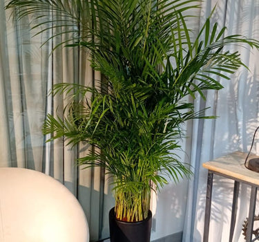 Areca Palm Medium Plants UAE. Potted plant in a room with a chair and table