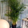 Areca Palm Medium Plants UAE. Potted plant in a room with a chair and table