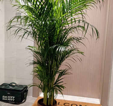 Areca Palm in Beige Medium 160-170cm Plants UAE. Potted plant on a welcome mat in front of a door