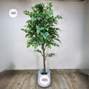 Artificial Benjamina Big Cheap Plants UAE. Potted plant with a white pot on a wooden floor against a plain wall, featuring 'Desert Blooms' logo.