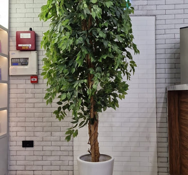 Artificial Benjamina Plants UAE. Potted plant in a room with tiled walls and a fire alarm.