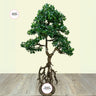 Artificial Bonsai 160-180cm Outdoor Plants Dubai. Artificial potted tree with roots on a wooden floor against a light beige wall, branded 'Desert Bonsai'.