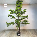 Artificial Bonsai (2.5m) Indoor and Outdoor Plants Dubai