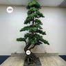 Artificial Bonsai 2.5m to 3m Premium Outdoor Plants Dubai