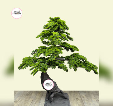 Artificial Bonsai Outdoor and Indoor Plants Dubai. Bonsai tree with a wooden base on a light beige background, featuring 'Desert Bonsais' logo.