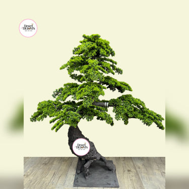 outdoor artificial bonsai tree Artificial Bonsai Outdoor and Indoor Plants Dubai – Desert Blooms