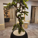 Artificial Bonsai Plants Dubai. Potted bonsai tree in a room with a mirror reflecting the interior.