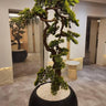 Artificial Bonsai Plants Dubai. Potted bonsai tree in a room with a mirror reflecting the interior.