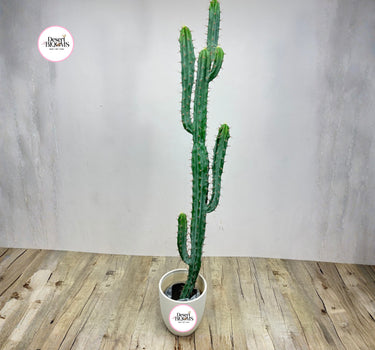 Artificial Cactus Plants Dubai. Potted cactus plant on a wooden floor with a plain background