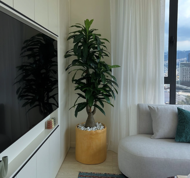 Artificial Dracaena Indoor Plants UAE. Living room with a large plant, gray sofa, and television.