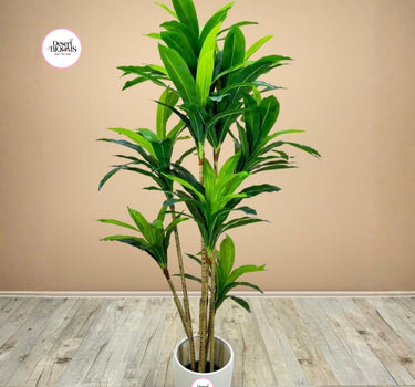Artificial Dracaena Indoor and Outdoor Office Plants Dubai. Potted plant on a wooden floor with a beige wall background