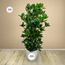 Artificial Five Finger Indoor Plants Dubai. Potted plant on a wooden floor with a beige wall background, featuring the Desert Blooms logo.