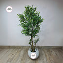 Artificial Olive Indoor Plants Dubai. Potted plant on a wooden floor with a plain white wall background