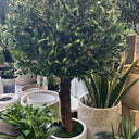 Artificial Olive Large Outdoor Plants UAE. Decorative potted plant in a store setting with other plants.
