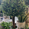 Artificial Olive Large Outdoor Plants UAE. Decorative potted plant in a store setting with other plants.