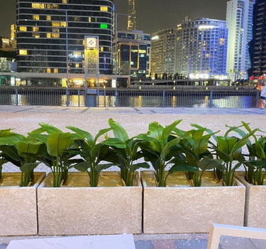 Artificial Plant Birds of Paradise in Rectangle Pot Plants UAE. Cityscape at night with illuminated buildings and a row of green plants in the foreground.