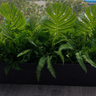 Artificial Plant Combo in Black Pot Plants UAE.Tall black rectangular planter with lush green plants on a wooden floor.