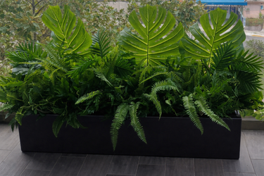 Artificial Plant Combo in Black Pot Plants UAE.Tall black rectangular planter with lush green plants on a wooden floor.