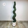 Artificial Spiral Topiary Outdoor Plants UAE. Spiral topiary plant in a pot with 'Desert Blooms' branding on a plain background