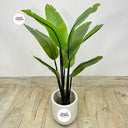 Artificial Travellers Med 130cm Plants Dubai. Potted plant on a wooden floor with 'Desert Blooms' logo.
