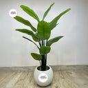 Artificial Travellers Palm 1.8m to 2m Indoor Plants Dubai. Potted plant with a white pot on a wooden floor, featuring 'Desert Blooms' logo.