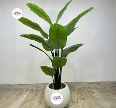 Artificial Travellers Palm 1.8m to 2m Indoor Plants Dubai. Potted plant with a white pot on a wooden floor, featuring 'Desert Blooms' logo.