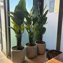 Artificial Travellers Palm Indoor Plants UAE. Three potted plants on a table with a cityscape view through large windows.