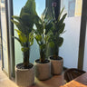 Artificial Travellers Palm Indoor Plants UAE. Three potted plants on a table with a cityscape view through large windows.