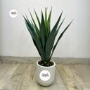 Artificial Yukka Indoor Plants Dubai. Potted plant on a wooden floor with 'Desert Blooms' logo.