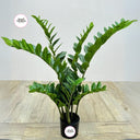 Artificial Zizi Plant in UAE. Potted plant on a wooden floor with 'Desert Blooms' branding.