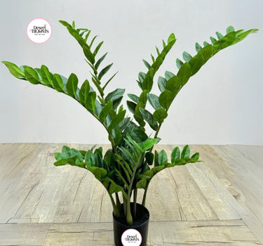 Artificial Zizi Plant in UAE. Potted plant on a wooden floor with 'Desert Blooms' branding.