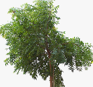 Azadirachta Indica – Neem Tree