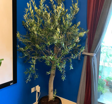 Olive Tree 2meters to 2.2m in Ceramic Pot