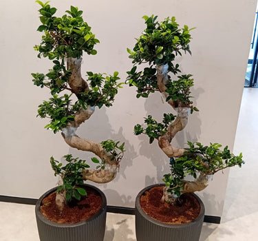 Bonsai 2pc-Bundle  Premium