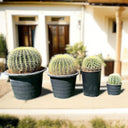 Echinocactus Grusonii – Golden Barrel Cactus - 10-15cm approx. 2