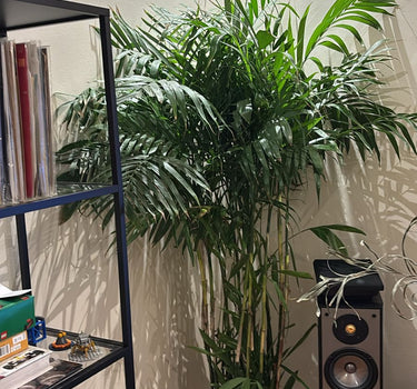 Bamboo Palm Large Plants UAE. Potted plant in a room with a bookshelf and speakers