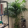 Bamboo Palm Large Plants UAE. Potted plant in a room with a bookshelf and speakers