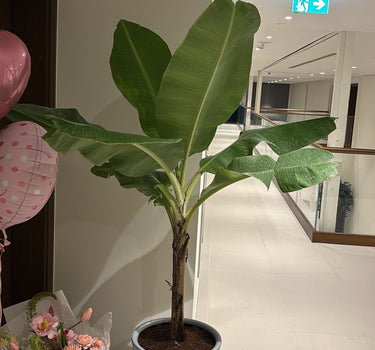 Banana Big in Ceramic Pot Plants Dubai. Potted plant in a room with balloons and a bouquet of flowers on a table.