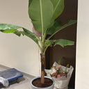 Banana Plant (Big) in Premium Ceramic Pot, Dubai. Potted plant in a room with a white wall and a door in the background.
