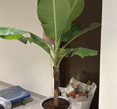 Banana Plant (Big) in Premium Ceramic Pot, Dubai. Potted plant in a room with a white wall and a door in the background.