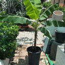 Banana Plant in Nursery Pot (1.5m–2m) Outdoor Plants Dubai