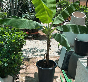Banana Plant in Nursery Pot (1.5m–2m) Outdoor Plants Dubai
