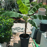 Banana Plant in Nursery Pot (1.5m–2m) Outdoor Plants Dubai