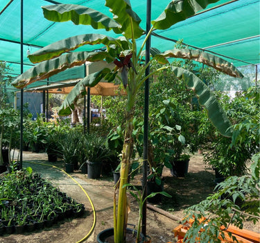 Banana Tree in Nursery Pot for Outdoor Spaces, Dubai. Tall potted plant in a greenhouse setting with other plants and equipment.