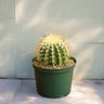 Echinocactus Grusonii – Golden Barrel Cactus - 10-15cm approx. 1