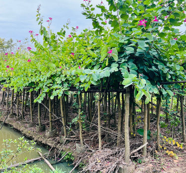 Bauhinia purpurea – Purple Orchid Tree