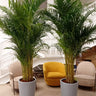 Big Areca Height 2.5m Bundle Plants UAE. Two large potted plants in a modern room with a yellow chair and beige chairs.