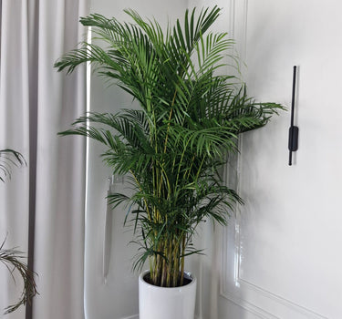 Big Areca Premium Tree Plants UAE. Tall potted plant in a white pot against a neutral wall with curtains.