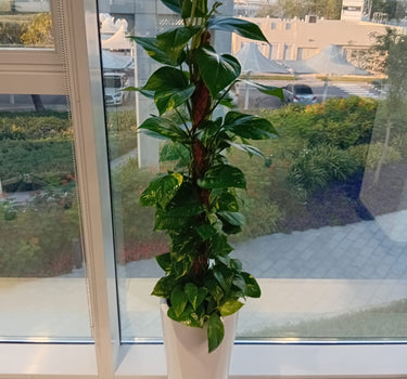 Big Money Indoor Plants UAE. Potted plant on a windowsill with a view of a cityscape outside